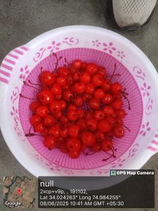 Red Cherries with Stem