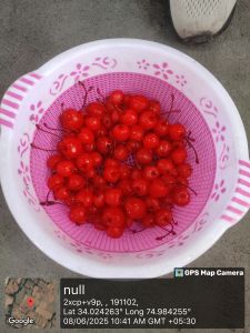 Red Cherries with Stem