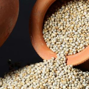 Hybrid Pearl Millet