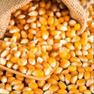 Yellow Maize Seeds