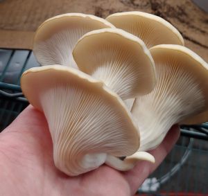 Fresh Mushroom