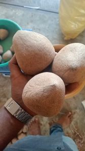 Coconut Copra