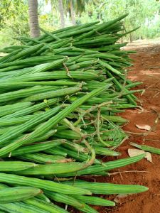 Fresh Green Drumstick
