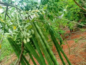 Fresh Green Drumstick