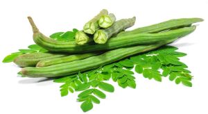 Fresh Green Drumstick