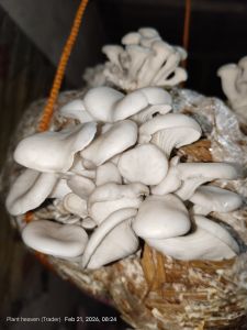 Fresh Mushroom
