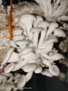Fresh Mushroom