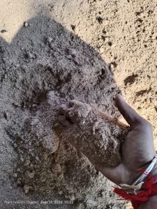 Wood Dust