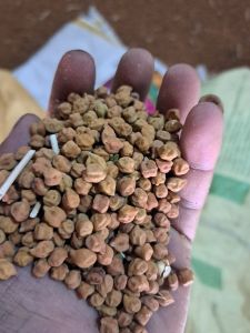Desi Chana