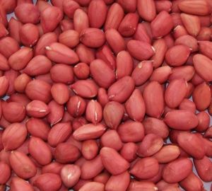 Bold Peanut Kernels