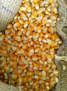 Maize Seeds