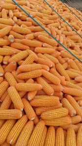 Maize Seeds