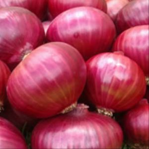 Nasik Red Onion