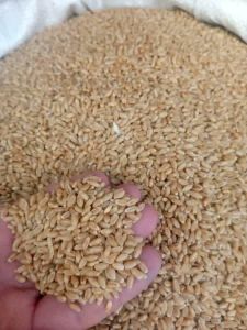 Indian Wheat Grain