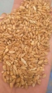 Indian Wheat Grain