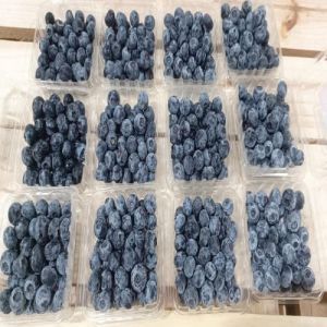 Fresh Blueberry