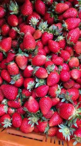 Fresh Strawberry
