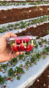 Fresh Strawberry