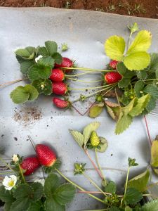Fresh Strawberry