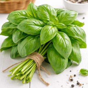 Italian Basil