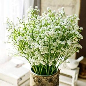 Natural Gypsophila Flower