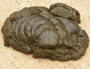 Wet Cow Dung
