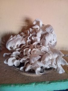 Fresh Oyester Mushroom