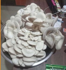 Fresh Oyester Mushroom