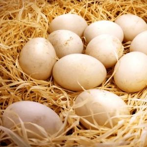 Fresh White Egg