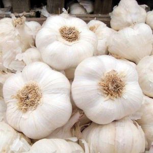 Fresh White Garlic