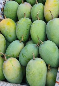 Premium Kesar Mango
