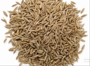 Europe 99 Cumin Seeds