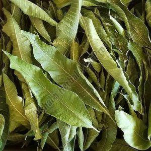 Mango Leaves