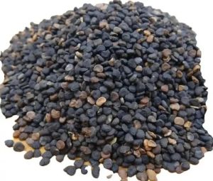 Black Datura Seeds
