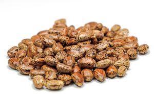 Castor Seed Arandi