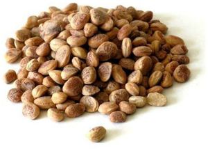 Charoli Chironji Seed