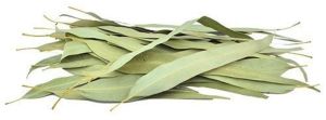 Dried Eucalyptus Leaves