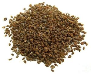 Green Dried Ajmoda Seeds