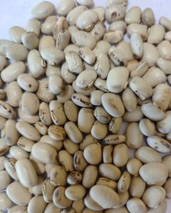 White Dried Kaunch Beej