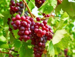 Red Crimson Grapes