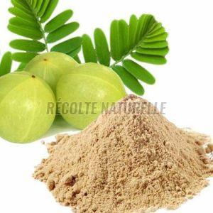 Dried Amla Powder