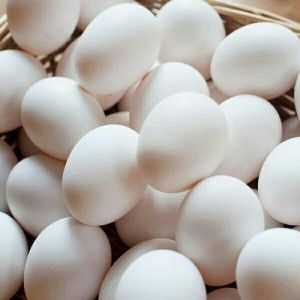 White Poultry Eggs