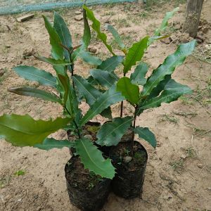 Macadamia Grafted Live Plants