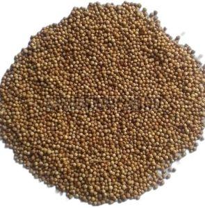 Bold Coriander Seeds