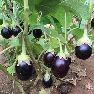 Chu Chu Hybrid Brinjal