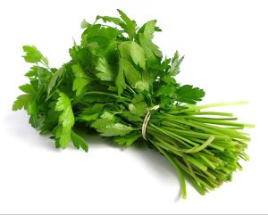 Fresh Coriander Leaves