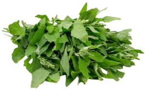 Fresh Green Bathua Leaves