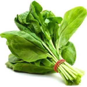 Fresh Green Spinach