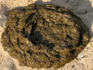 Fresh Raw Cow Dung