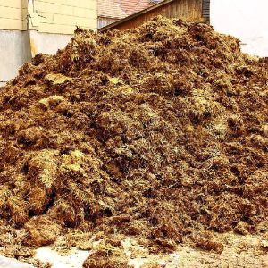 Pure Desi Cow Dung